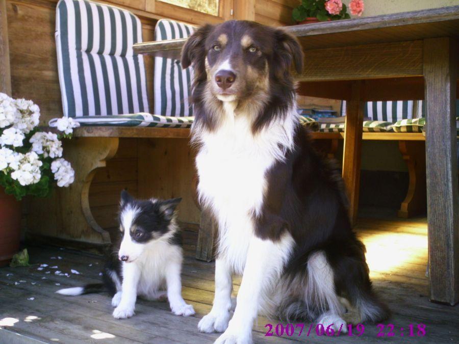 Bauernhof Sunn Hof Hurm Melk Im Mostviertel Hunde