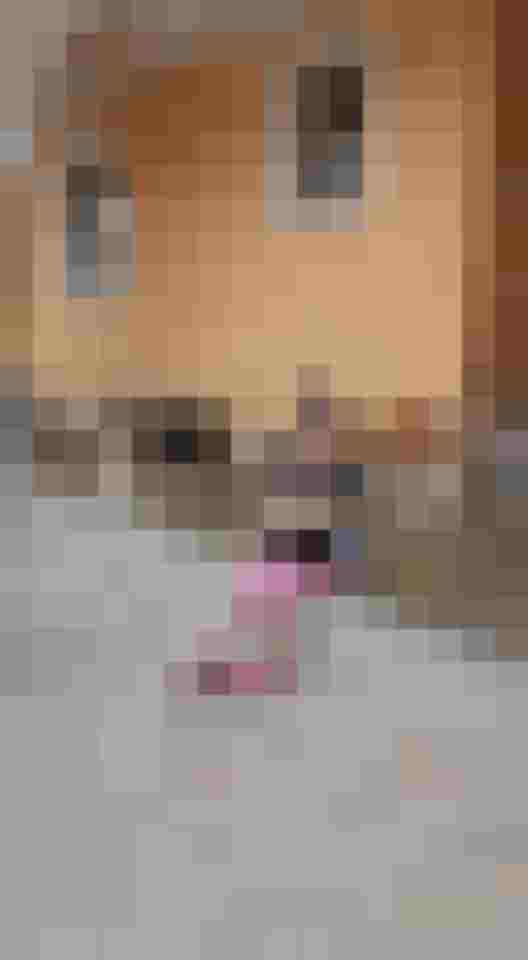 Mädchen mit Border Collies auf Terrasse eines Bio-Bauernhofs im Mostviertel Melk