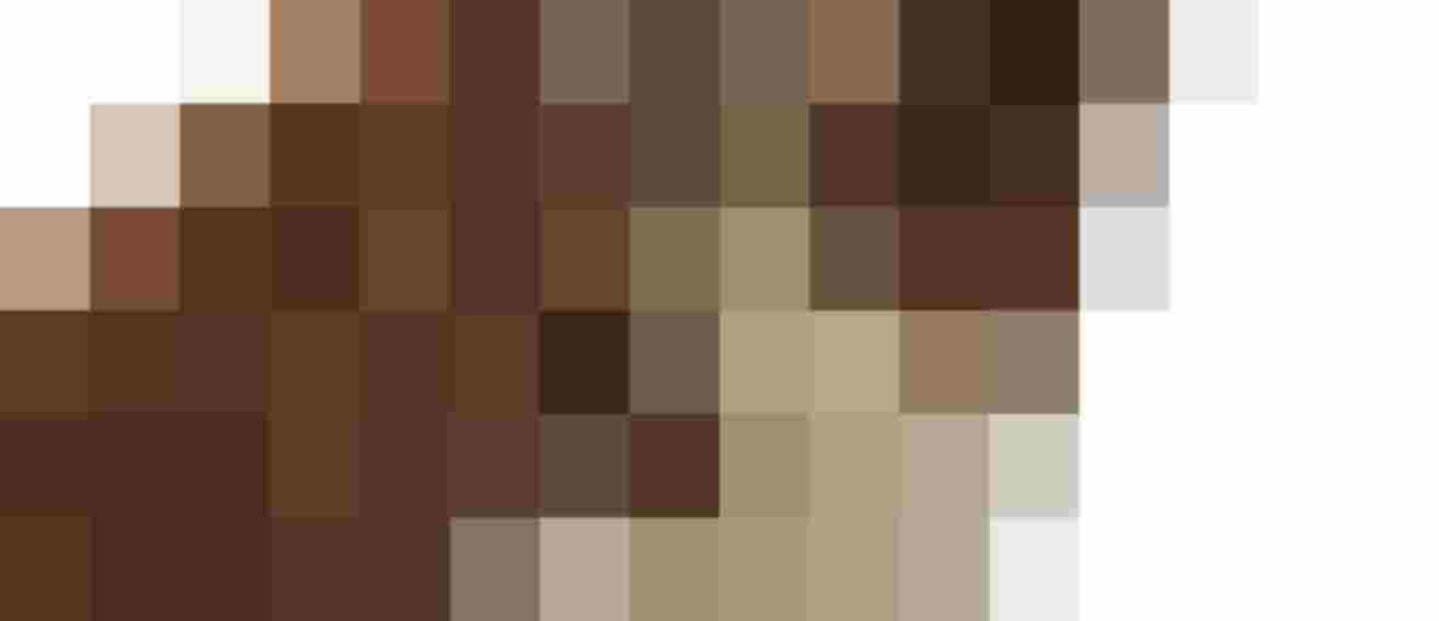 braun weißer Border Collie Jeromino Desperado auf bio Bauernhof im Mostviertel Melk