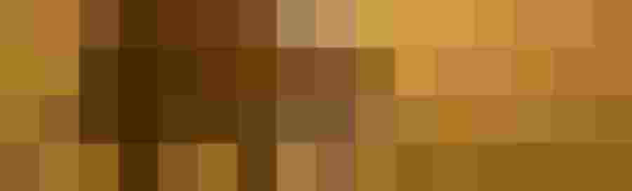 junger Border Collie Welpe auf sonniger Wiese bio Bauernhof Mostviertel Melk