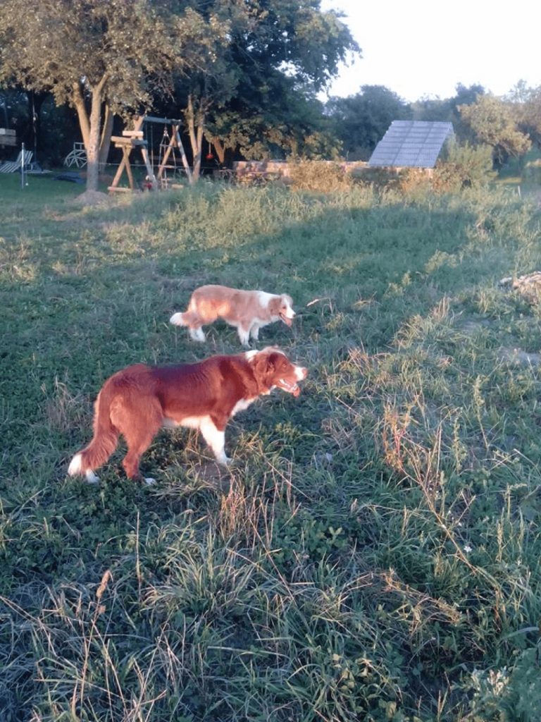 zwei braun weiße border collies auf bio bauernhof im grünen mostviertel bei melk