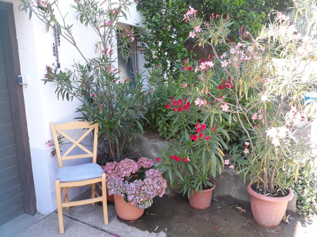 Holzstuhl neben blühenden Oleander- und Hortensienpflanzen auf Bio-Bauernhof im Mostviertel